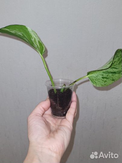 Эпипремнум марбл квин