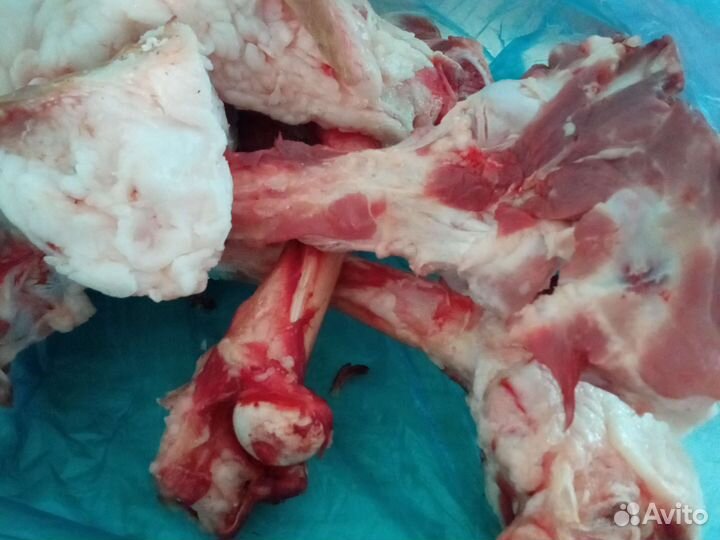 Вымя, лёгкое, кости