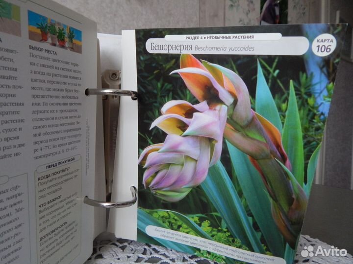 Цветы дома шаг за шагом