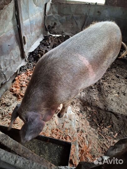 Поросята 5м свиноматка
