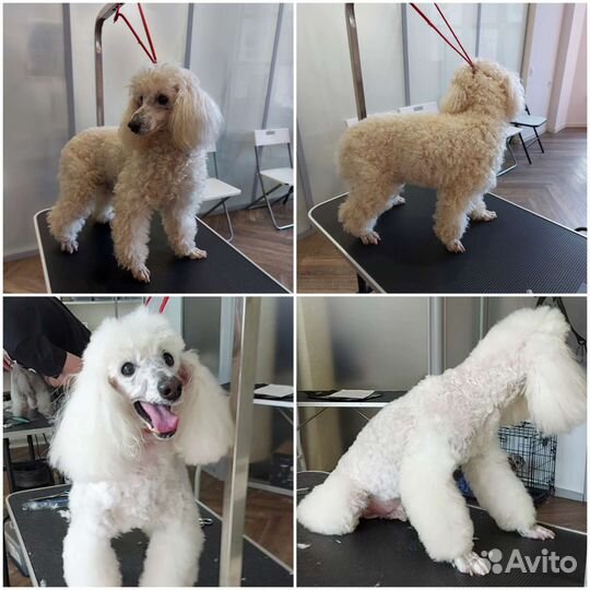 Начинающий грумер