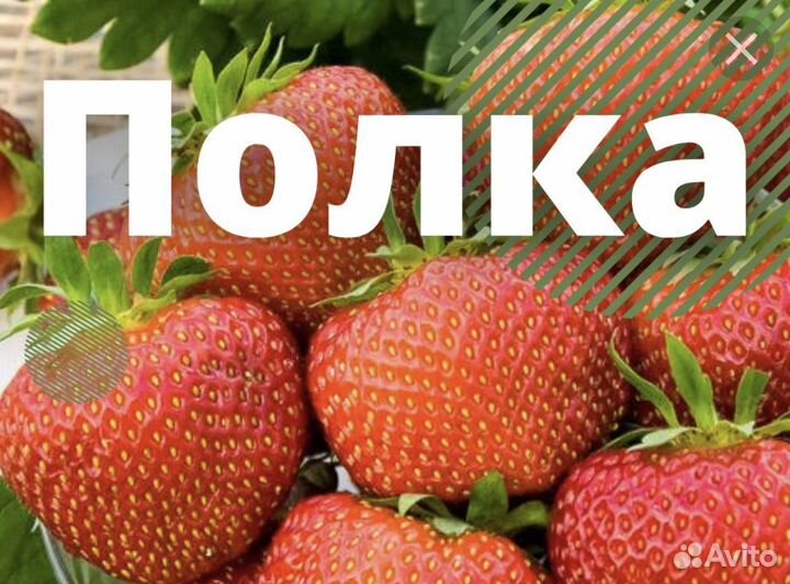 Рассада виктории