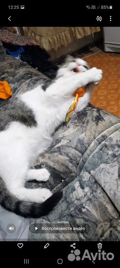 Потерялся кот