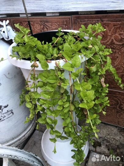 Вербейник монетчатый