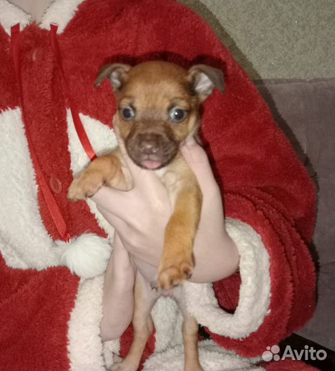 Той-терьер щенки