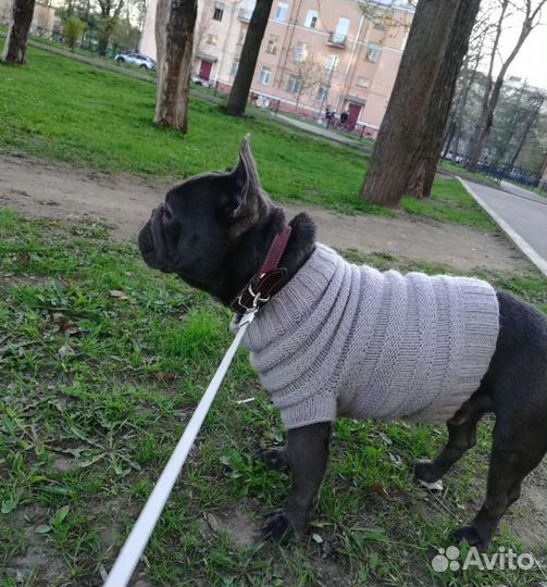 Французский бульдог голубой кабель вязка случка