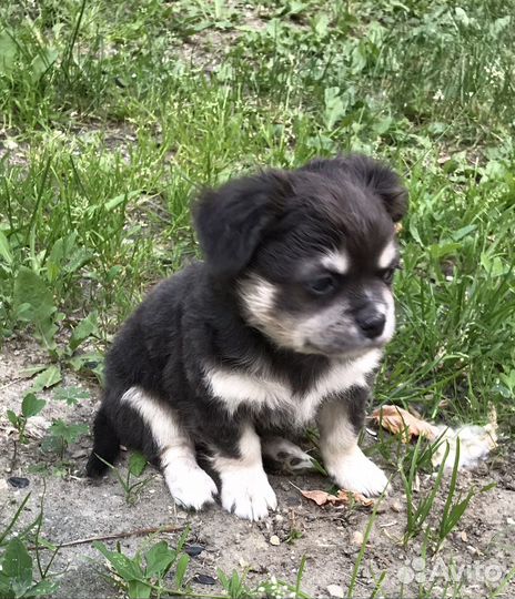 Два мальчика и Девочка Чихуахуа