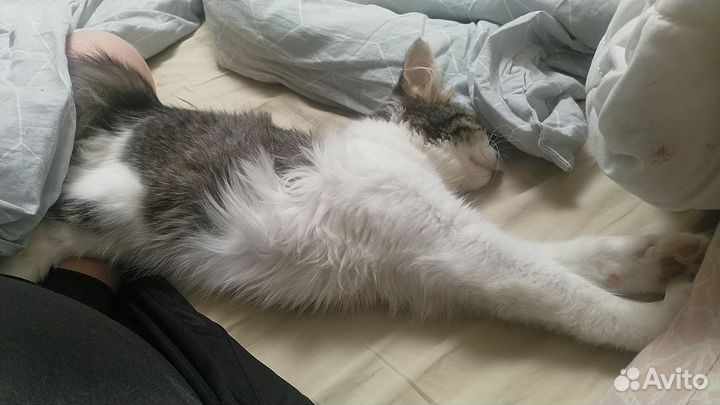 Кошка в дар