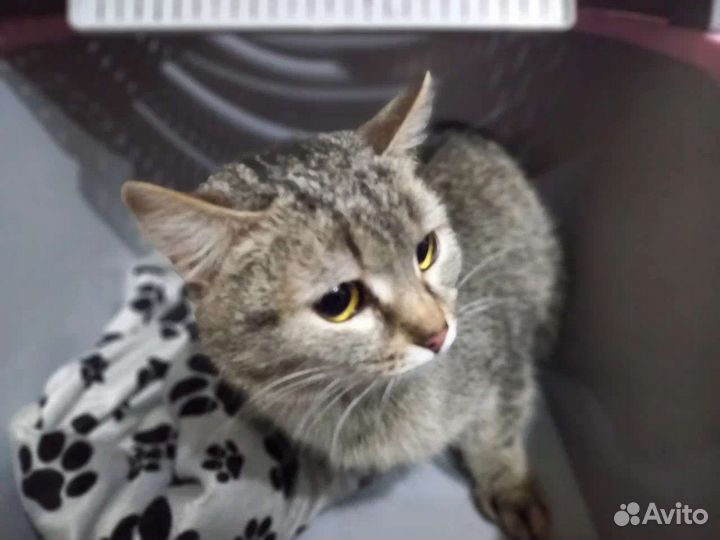 Кошка в дар