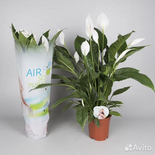 Высокие комнатные растения