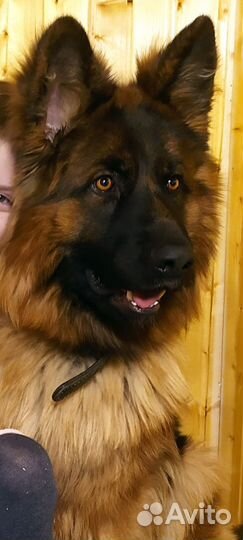 Немецкая овчарка вязка