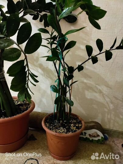 Замиокулькас