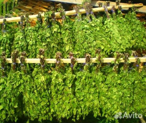 Веники для бани