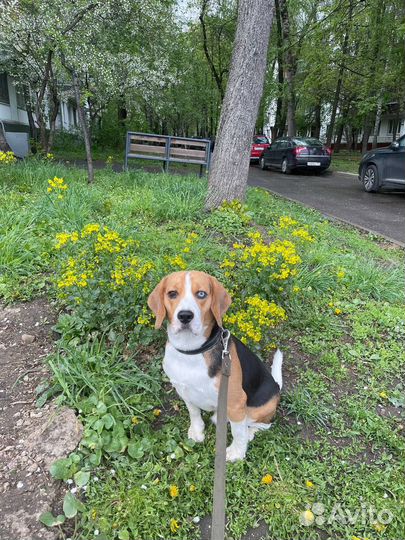 Вязка кобель Бигль