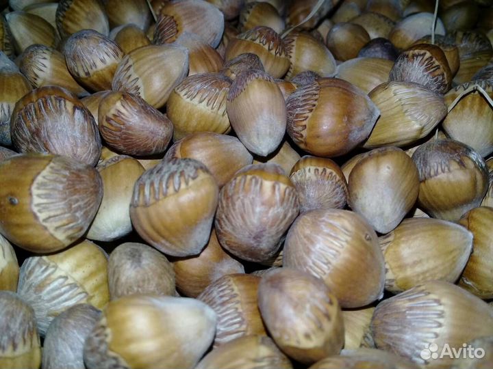 Орех медвежий и другие редкие сорта. Саженцы