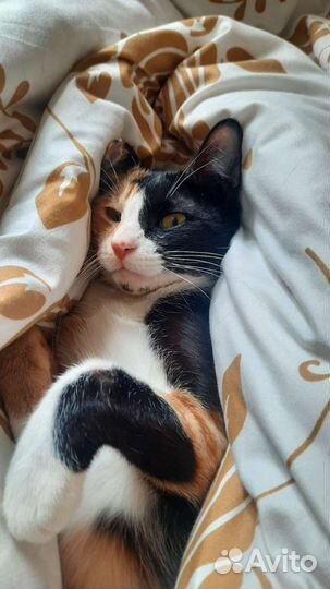 Кошка в добрые руки