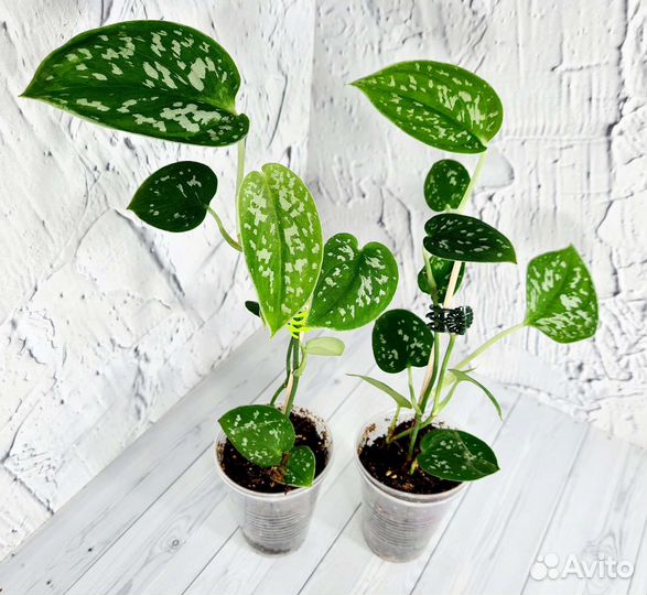 Сциндапсусы