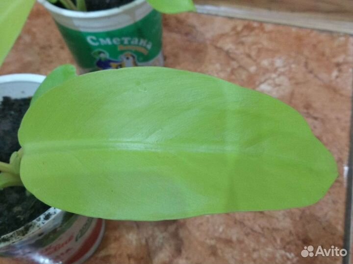 Филодендрон голд