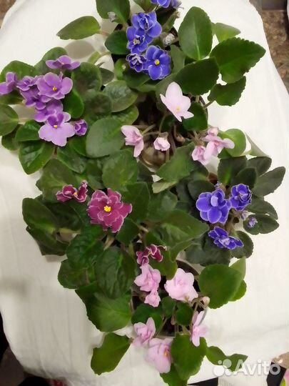 Комнатные растения