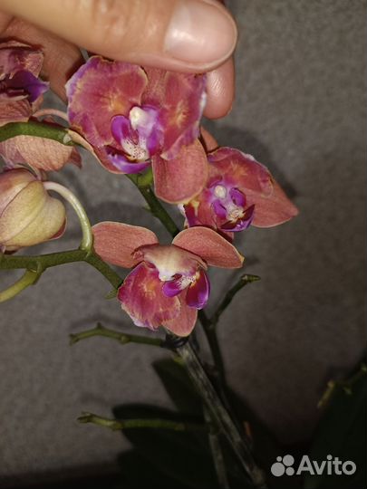 Орхидея фаленопсис бабочка паприка