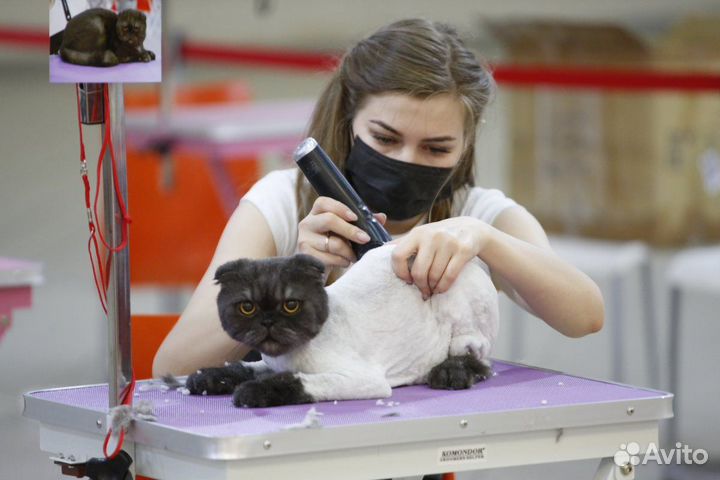 Стрижка кошек