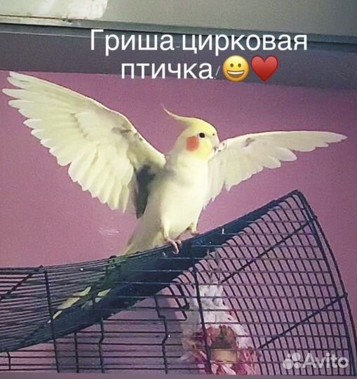 Пара корелл