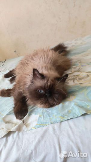 Помогите котикам