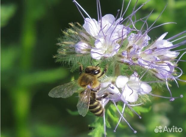Мед 2024 года натуральный оптом