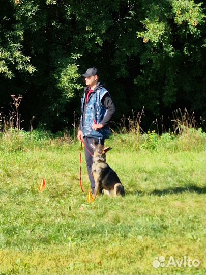 Дрессировка собак, кинолог