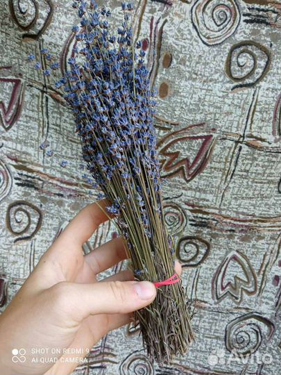 Лаванда пучки