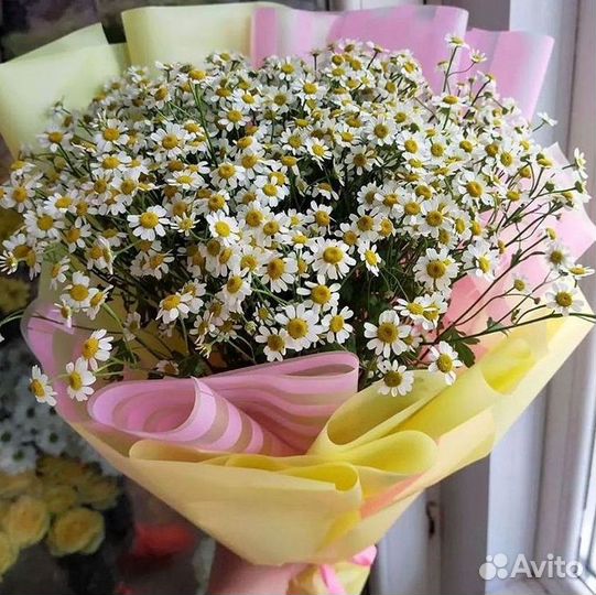 Цветы ромашки