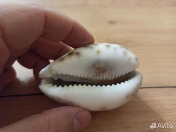 Морская раковина