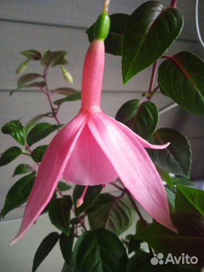 Комнатные цветы