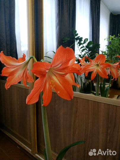 Гиппеаструм амариллис