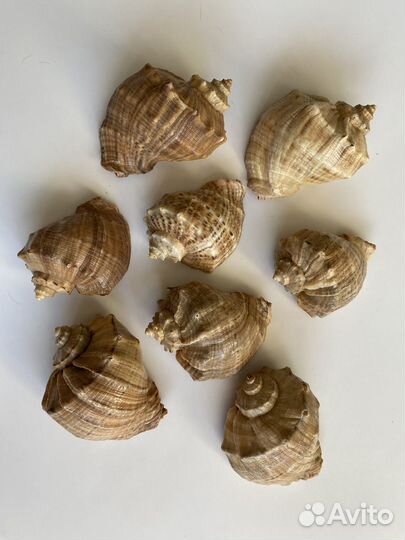 Морские ракушки