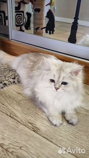Британская Длинношерстная серебряная шиншилла