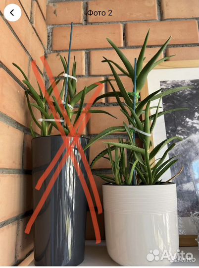 Алоэ из италии