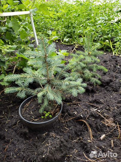 Саженцы ель голубая