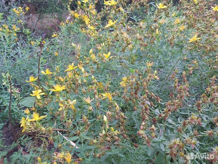Зверобой, кустики
