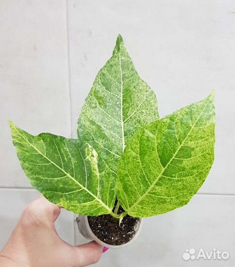 Фикусы Bengal tiger, Coconut Сrеаm, Septica gold s