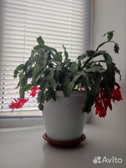 Декабрист шлюмбергера сортовые