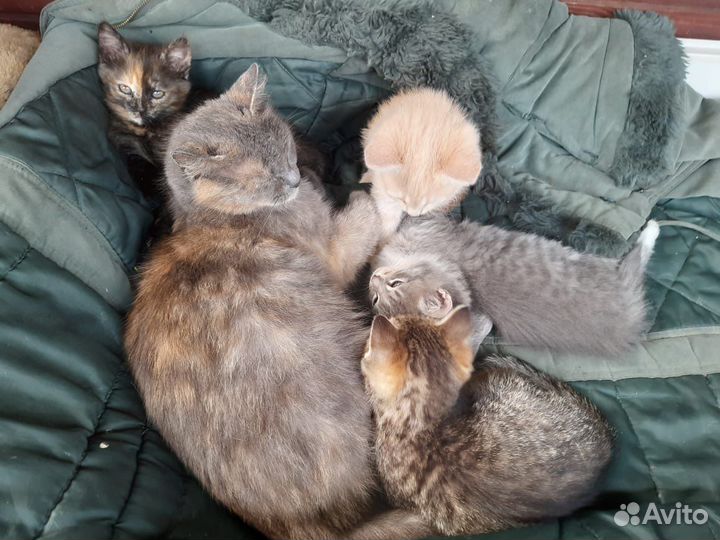 Котята в добрые руки бесплатно