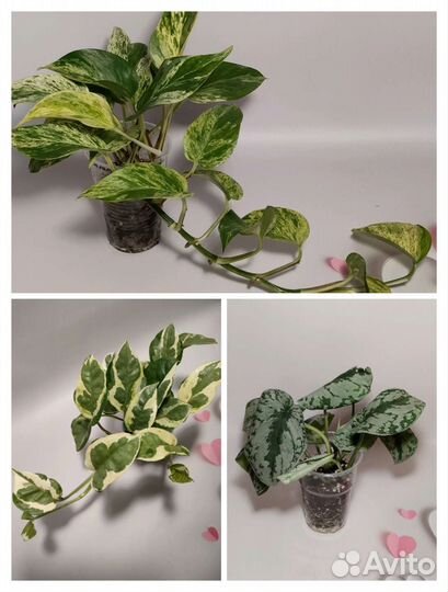 Эпипремнум Сциндапсус