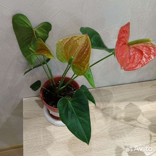Антуриум оранжево зеленый Карма оранж