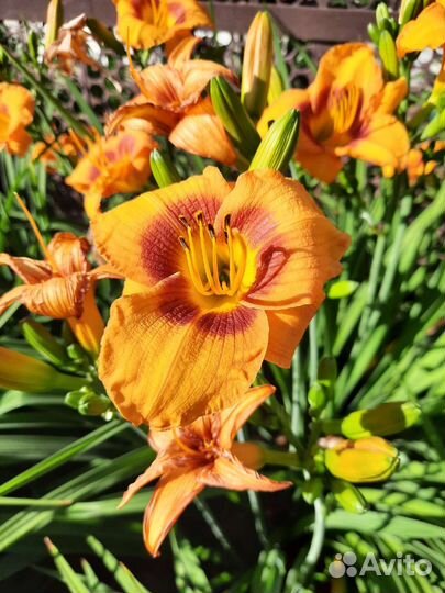 Лилейники сортовые