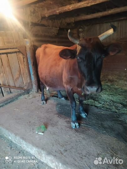 Продаётся дойная корова