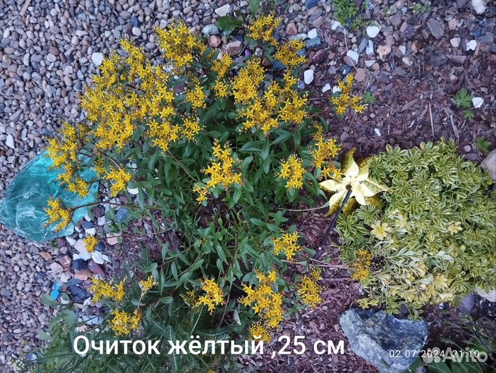 Вербейники разные