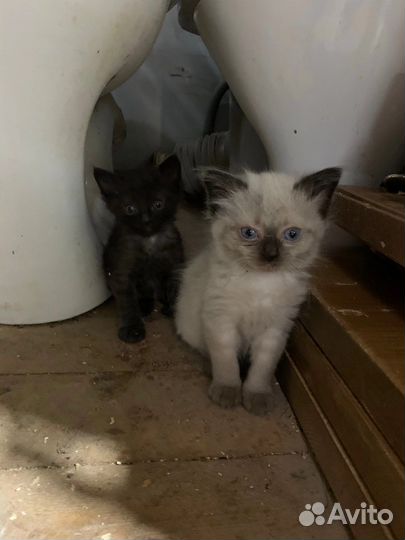Котята в добрые руки