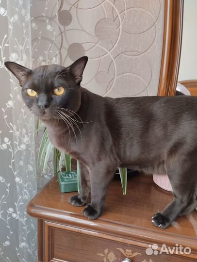 Вязка бурманский котик