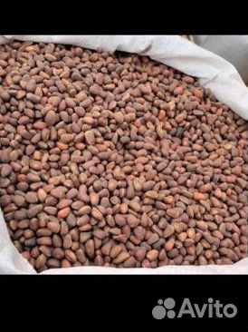 Кедровые орехи